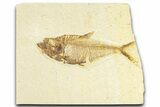 Detailed Fossil Fish (Diplomystus) - Wyoming #367557-1